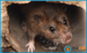Чем опасны крысы